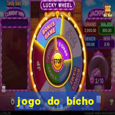 jogo do bicho crash bingo